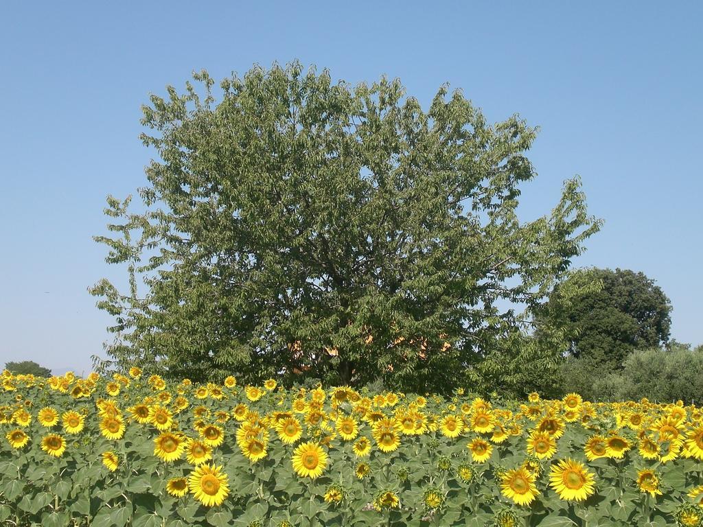 Bed and Breakfast I Ciliegi Osimo Zewnętrze zdjęcie