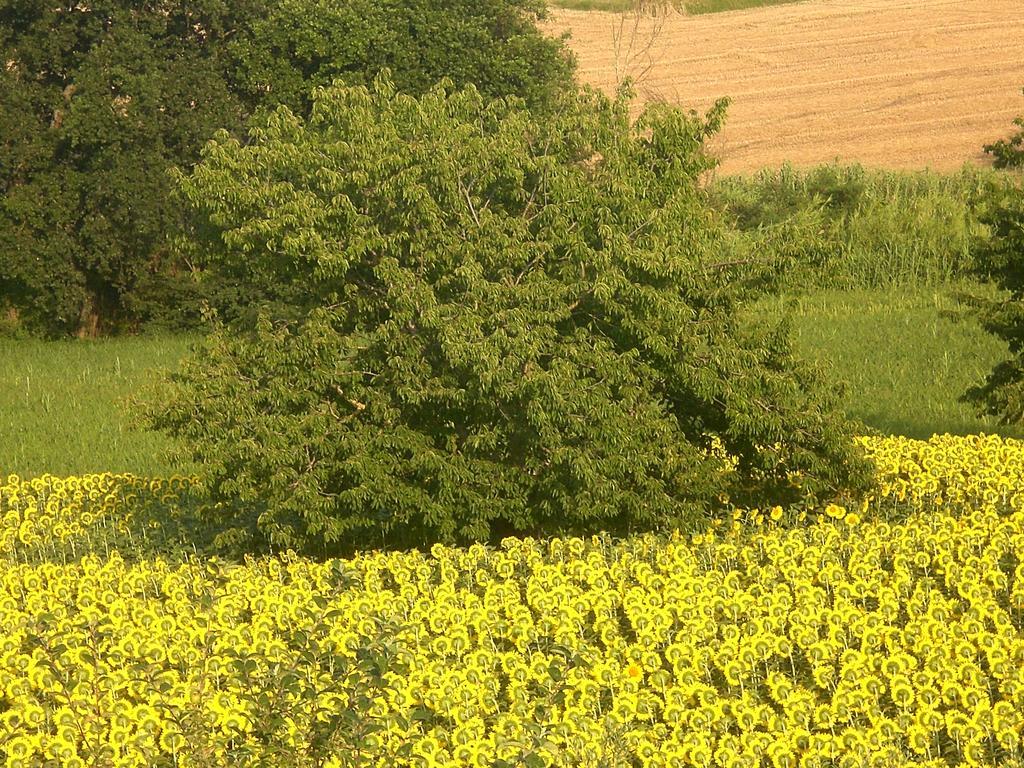 Bed and Breakfast I Ciliegi Osimo Zewnętrze zdjęcie