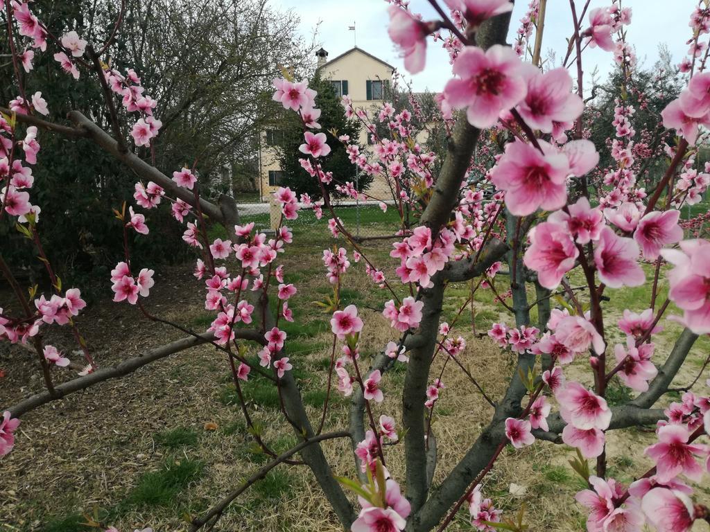 Bed and Breakfast I Ciliegi Osimo Zewnętrze zdjęcie