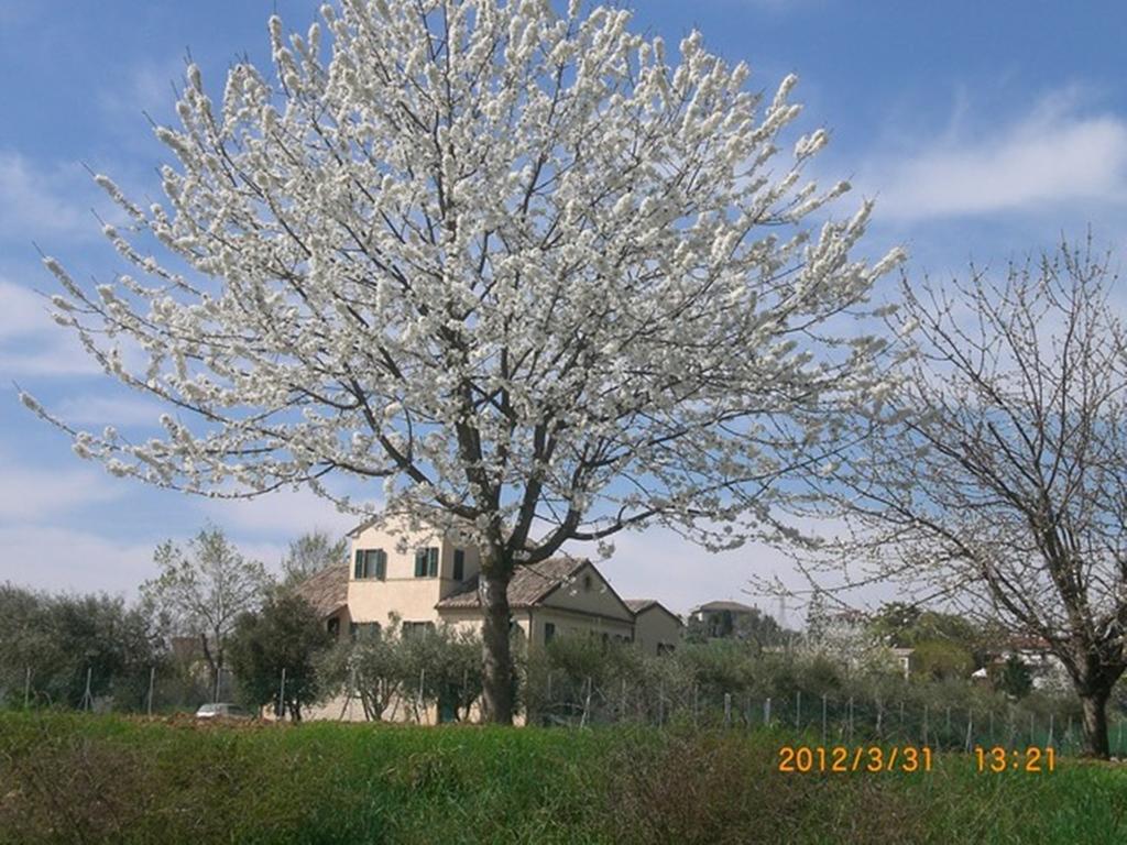 Bed and Breakfast I Ciliegi Osimo Zewnętrze zdjęcie